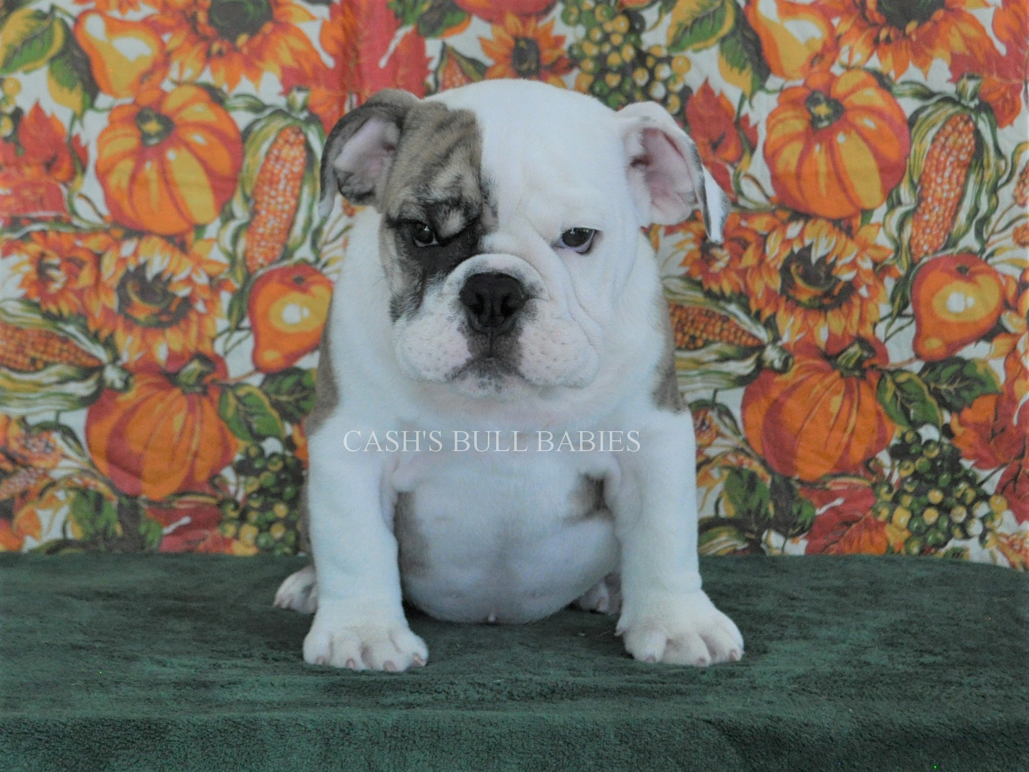 AKC English Bulldog Puppies For Sale, Champion Sired English Bulldog