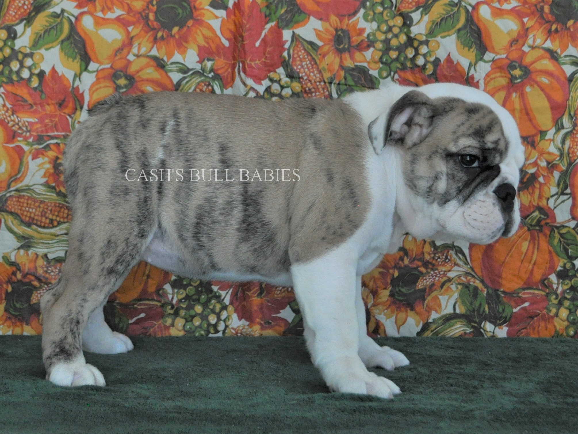 AKC English Bulldog Puppies For Sale, Champion Sired English Bulldog