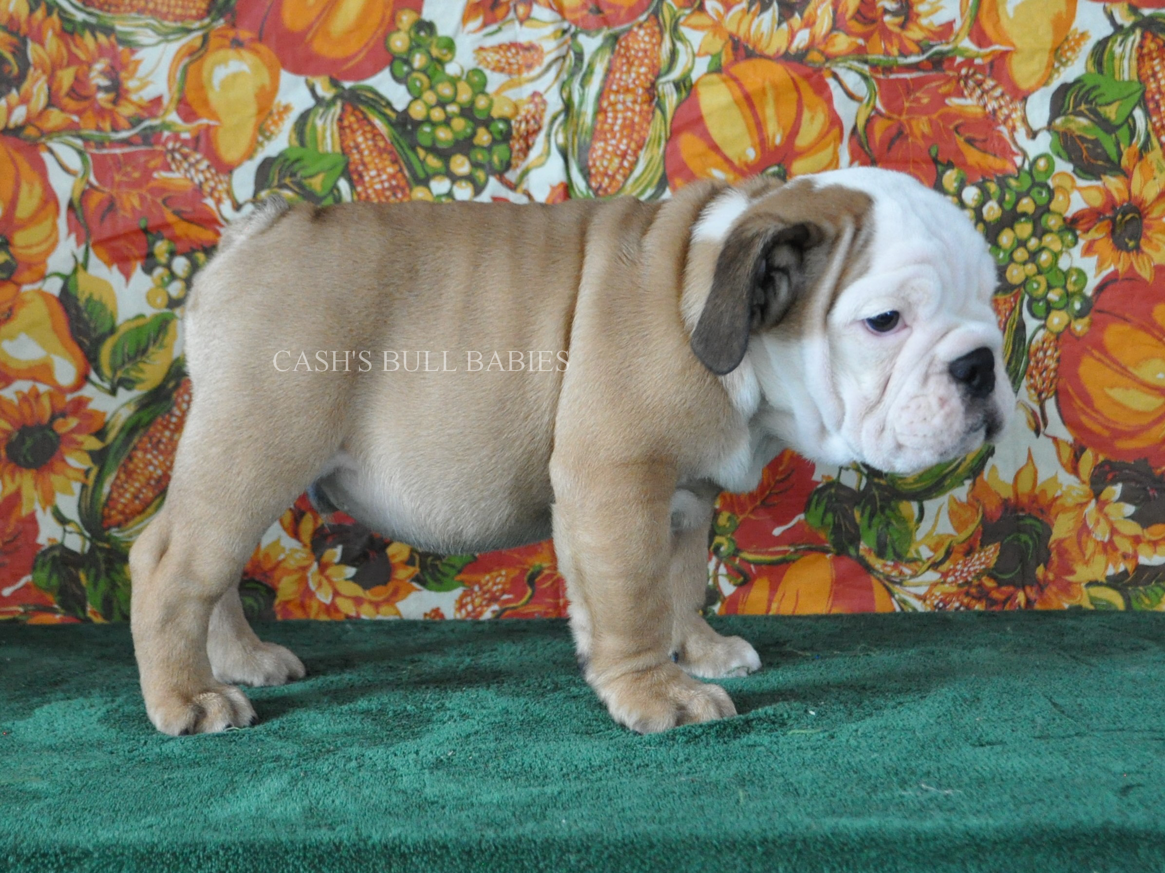 AKC English Bulldog Puppies For Sale, Champion Sired English Bulldog
