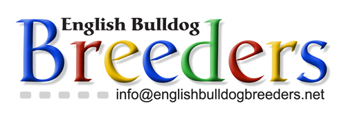 English bulldog Breeders
