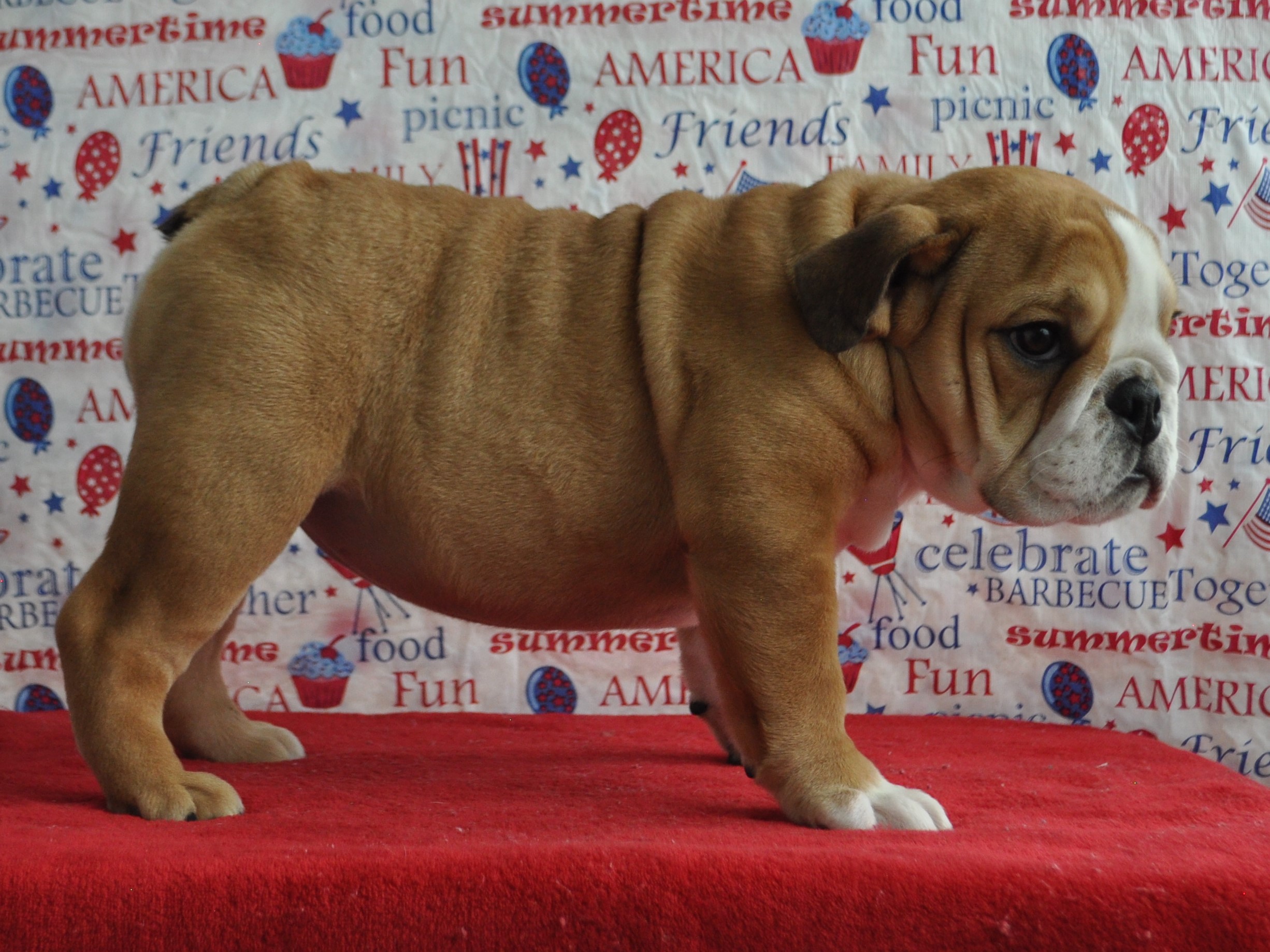 AKC English Bulldog Puppies For Sale, Champion Sired English Bulldog
