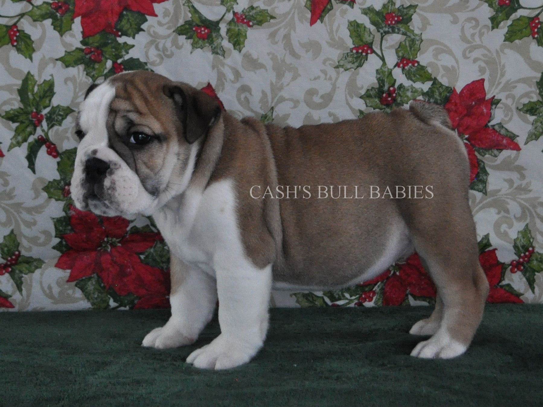 AKC English Bulldog Puppies For Sale, Champion Sired English Bulldog