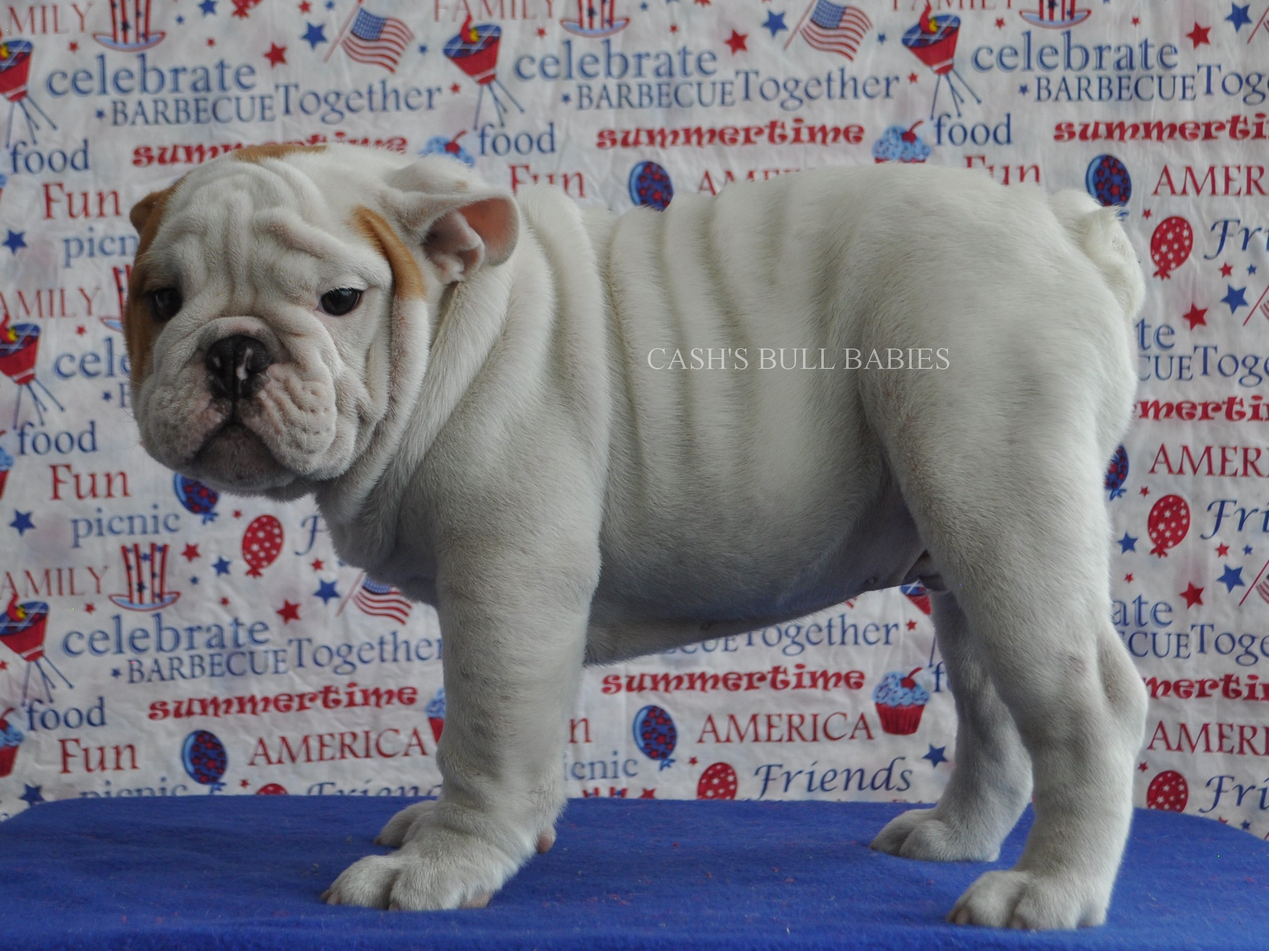 AKC English Bulldog Puppies For Sale, Champion Sired English Bulldog