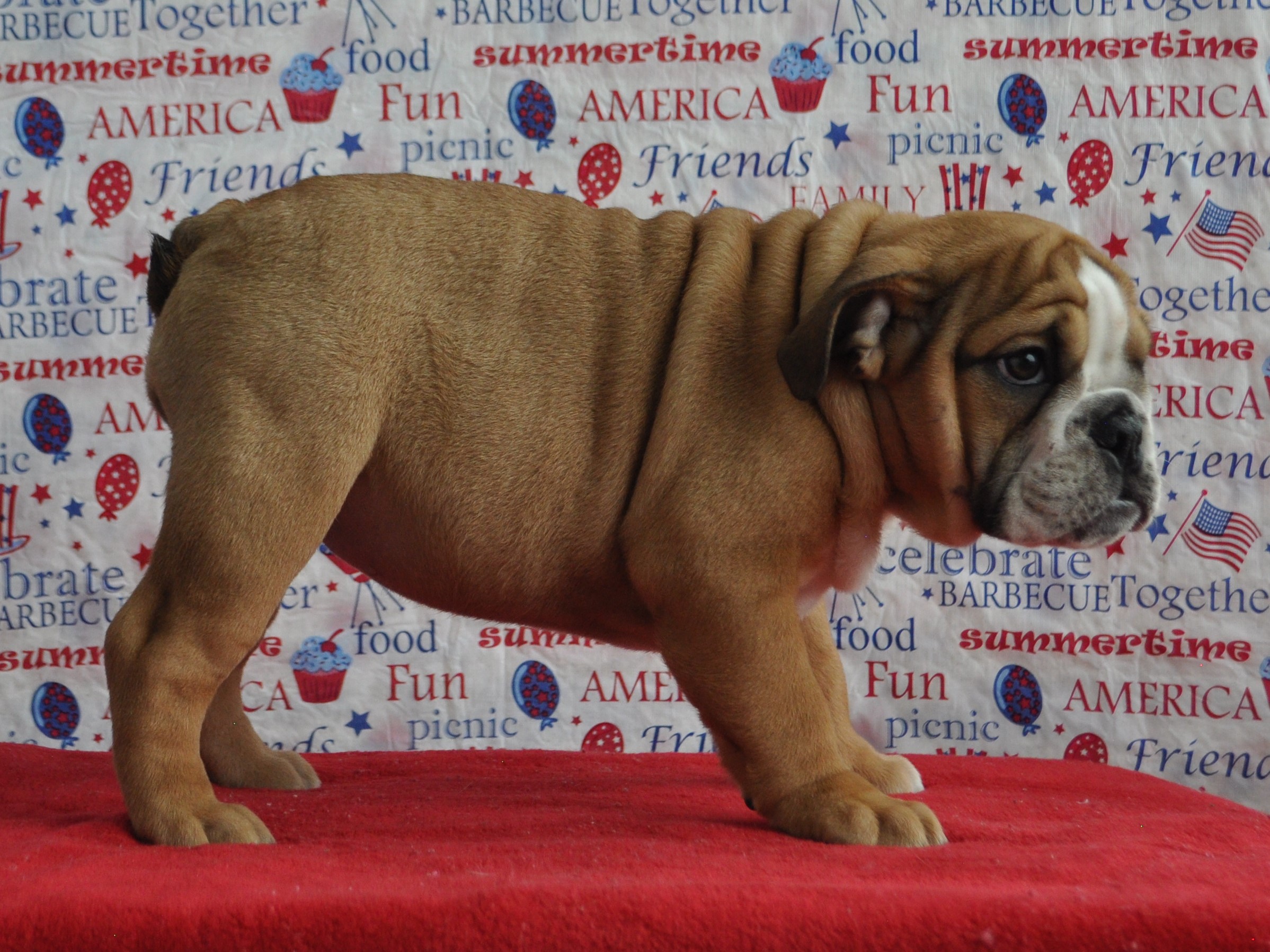 AKC English Bulldog Puppies For Sale, Champion Sired English Bulldog