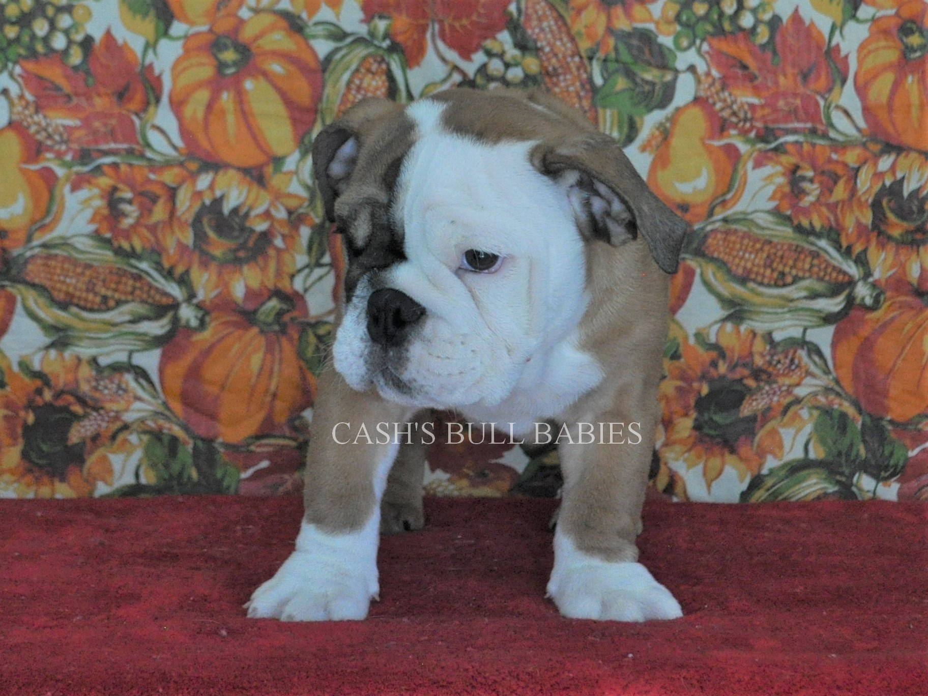 AKC English Bulldog Puppies For Sale, Champion Sired English Bulldog